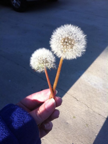 Two dandelions