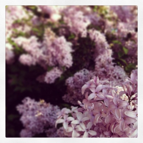 Lilacs as far as the eye can see and the nose can smell.