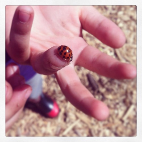 Black and red boots and bug.