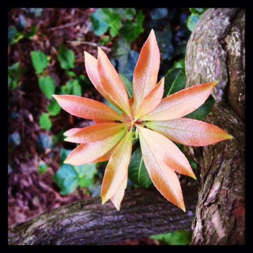A perfect bloom in Central Park.