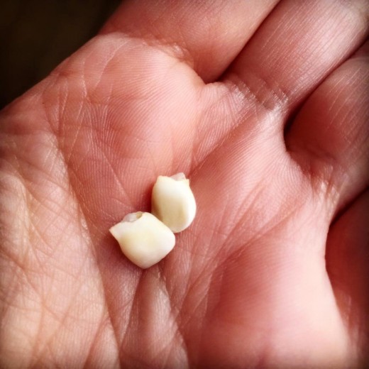 Yes, I am the odd mom that holds on to her kid's lost teeth. And, no, I have no idea why or what I will do with them.